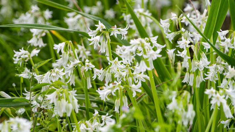 closeup shot of Allium triquetrum, which is an invasive ground cover in the Pacific Northwest
