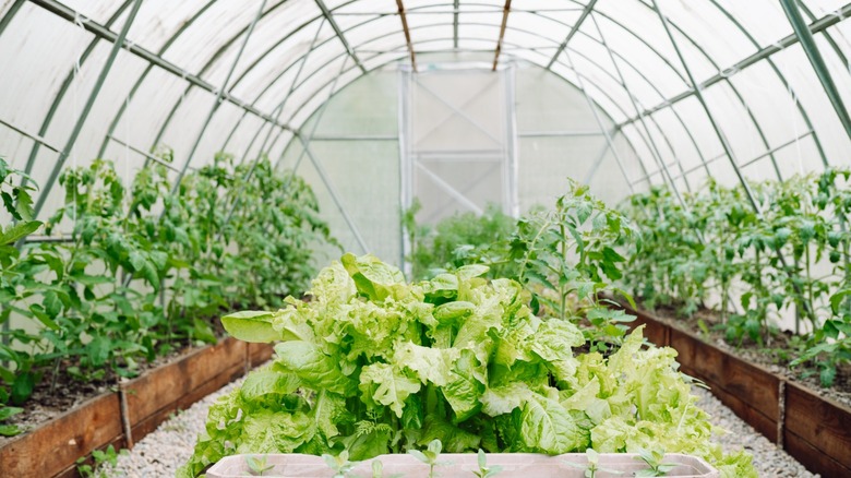 A large greenhouse interior with tomatoes and lettuce