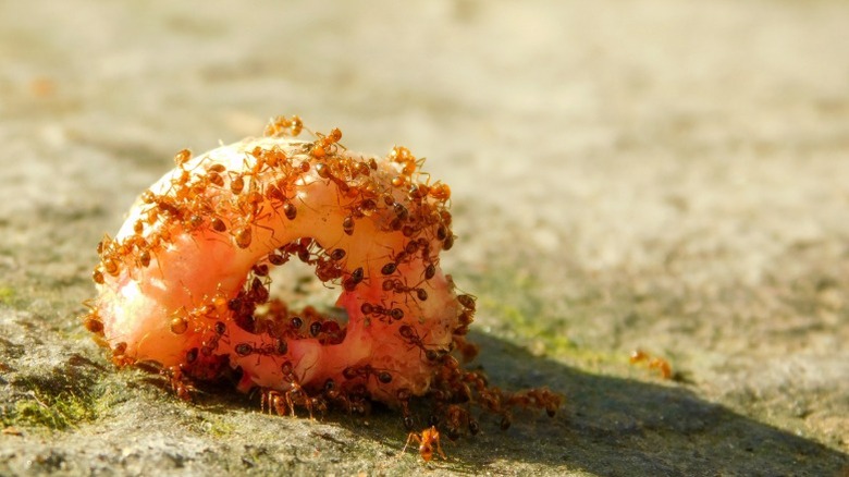 Many little fire ants eating a fallen piece of food