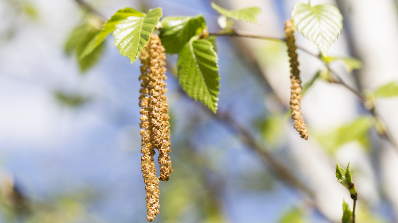 Paper birch catkins