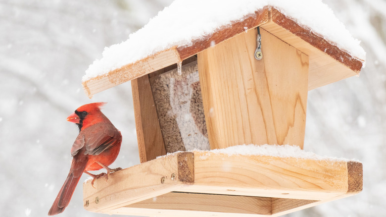 Male Northern cardinal perched on hopper feeder in the snow