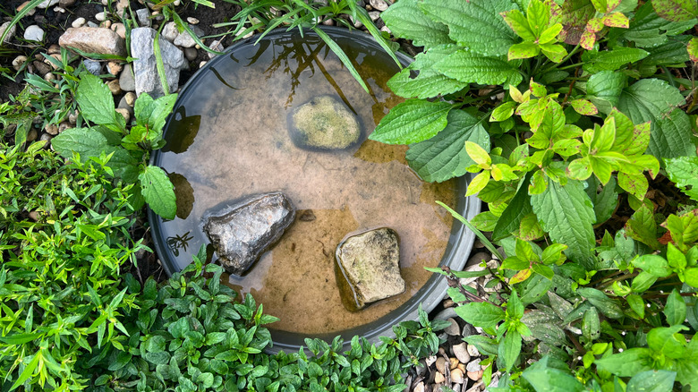 Bird bath filled with water and three rocks sitting on the ground surrounded by greenery.