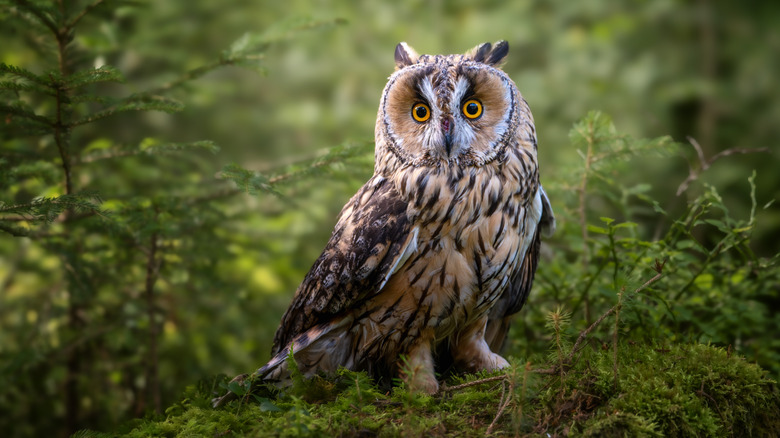 Owl perched on branch in the forest.