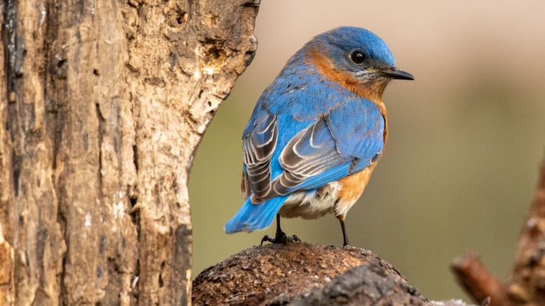 Perched bluebird looking to its right