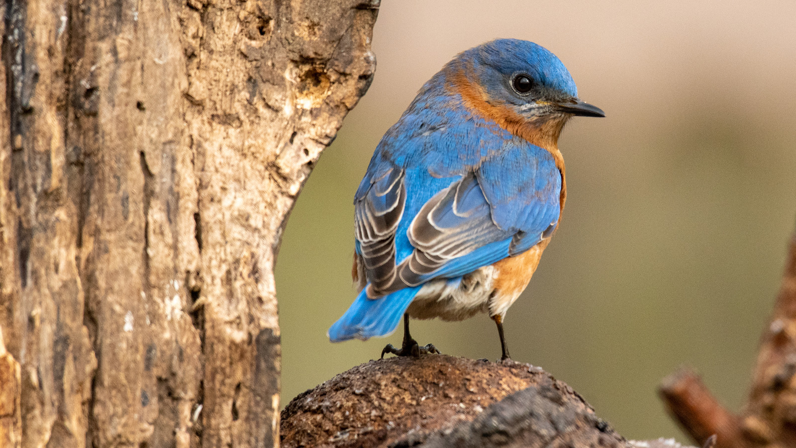 The Types Of Birds You Want In Your Yard