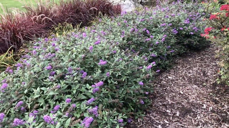 The blue flower spikes of Blue Chip stand upright from a compact shrub with light green foliage.