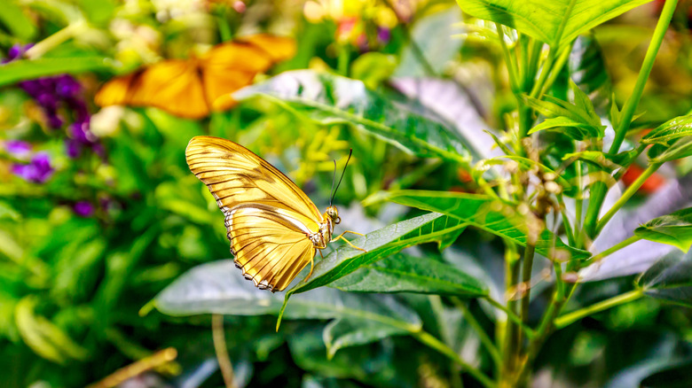 A yellow Julia butterfly sits on the leaf of a plant with other flowering plants in the background.