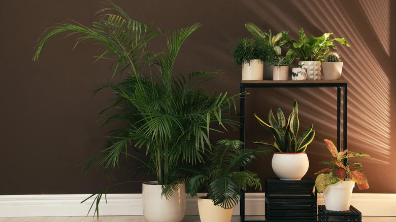 A range of houseplants in a dark room