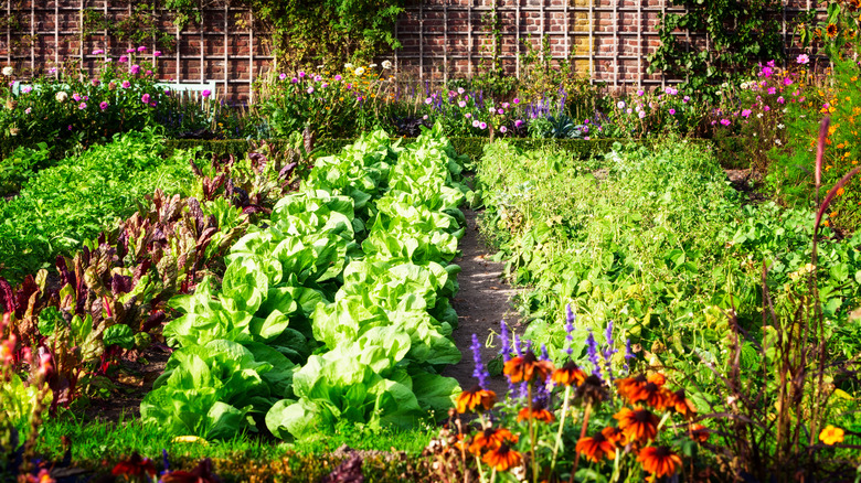 Healthy looking garden