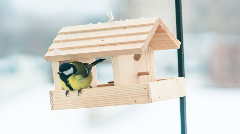 Bird on feeder