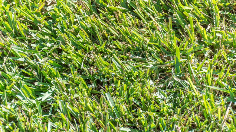 close-up view of centipede grass