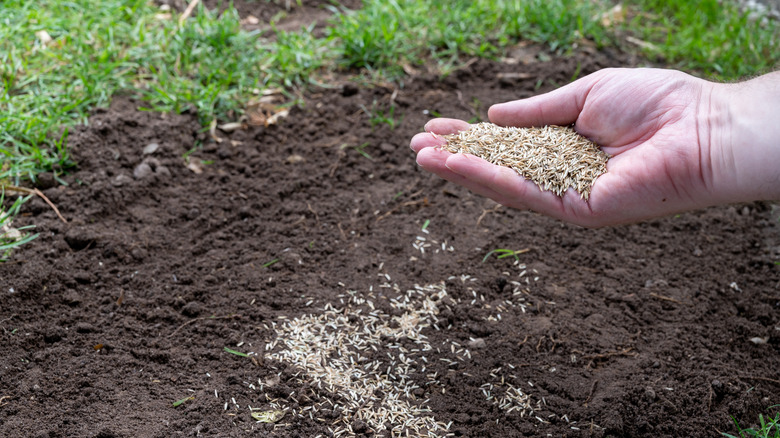 Close-up of a hand holding grass seeds over patch of lawn with no grass.