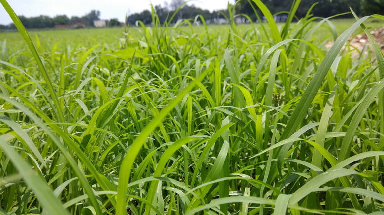 Close-up of the blades of grass in a lush perennial ryegrass turf