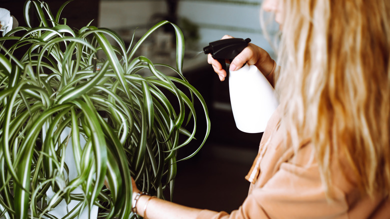 A person sprays water on an indoor spider plant.
