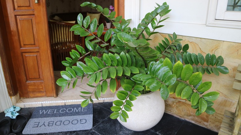 A ZZ plant growing in a round stone planter at the front door of a home.
