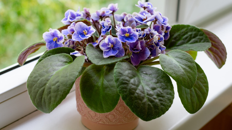 An African violet with purple flowers growing in a pot on a windowsill.