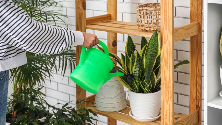 A person waters a snake plant growing in a white planter on a wooden bookshelf.