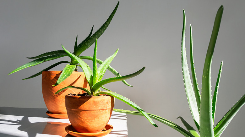 Aloe vera growing in terracotta planters indoors.