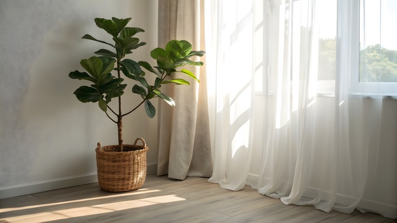 A potted fiddle-leaf fig growing in the corner of a room near a window.