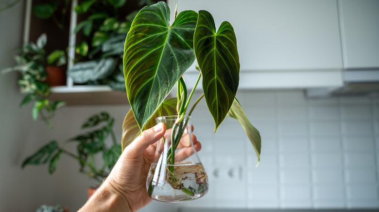 A person's hand holding up a philodendron growing a jar of water.