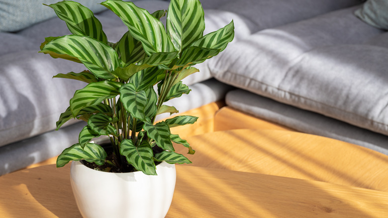 Calatheas houseplant on a table