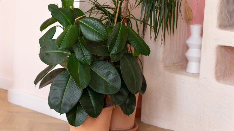 A thriving potted rubber plant in a room with light pink-painted walls.
