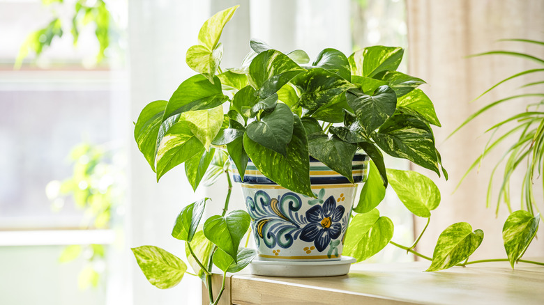 A pothos growing in a colorful ceramic planter on a wooden tabletop in a sunlit room.