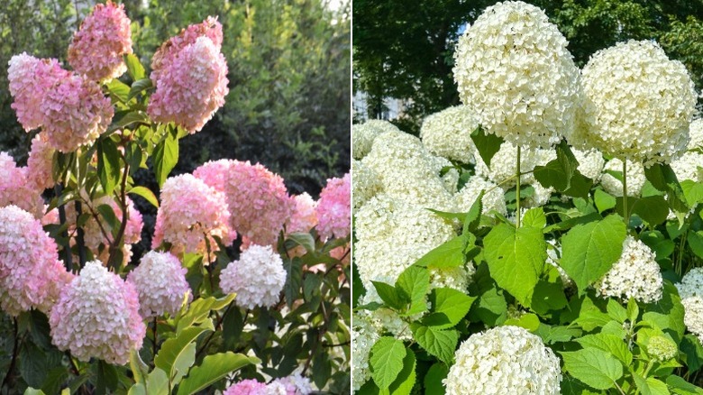 Split image with a 'Limelight' hydrangea on the left and an 'Annabelle' hydrangea on the right.