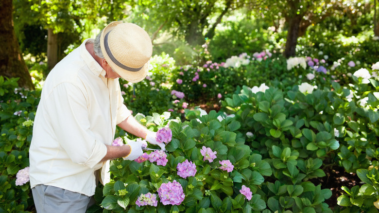 A gardener prunes a hydrangea push in mild spring weather.