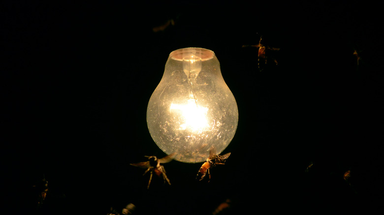 Multiple flying insects surround an illuminated incandescent light bulb in the dark