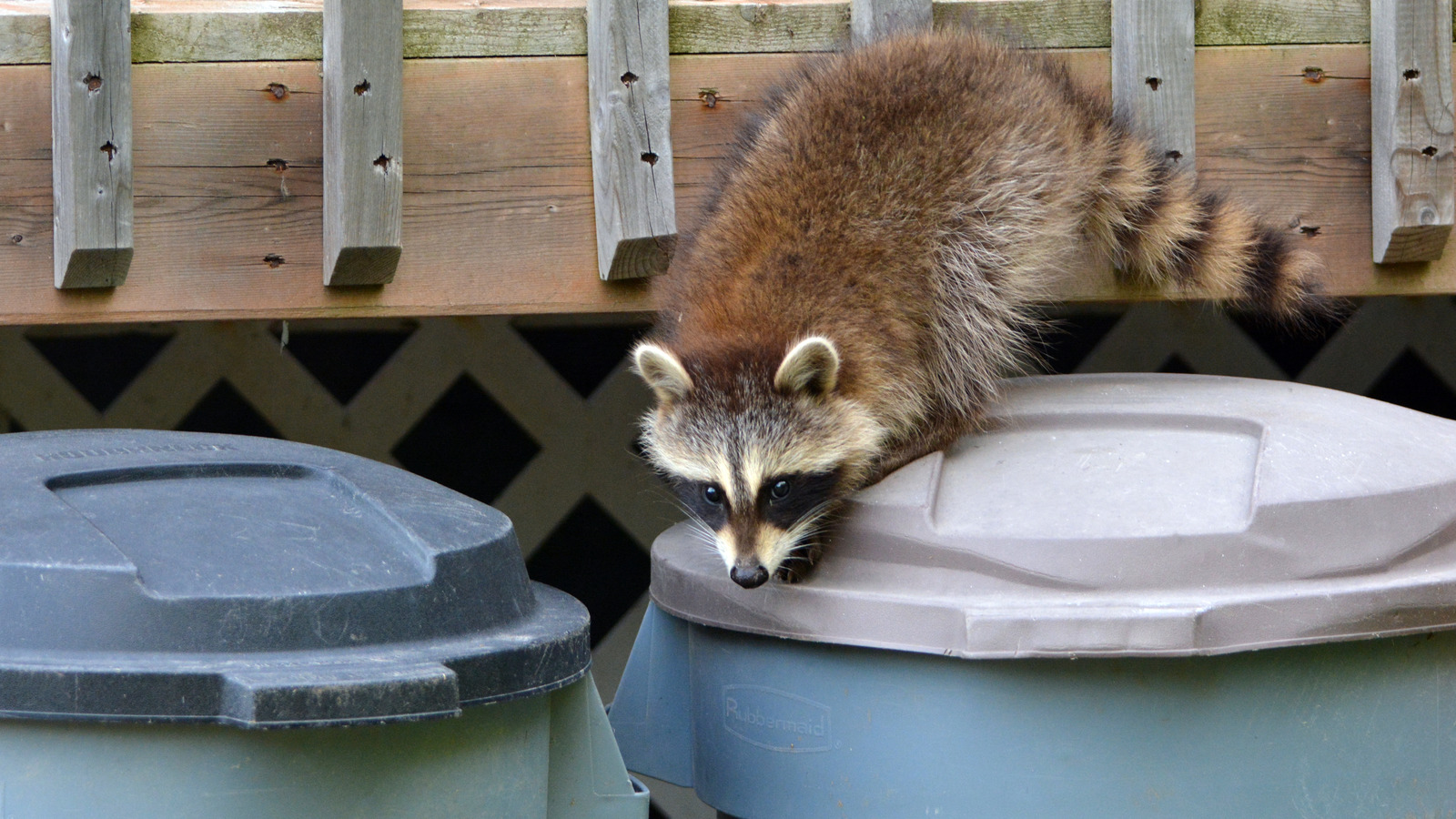 The Type Of Lights You Should Install To Keep Raccoons Away From Your Yard