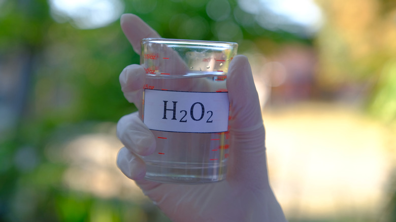 Gloved hand holding a beaker of hydrogen peroxide
