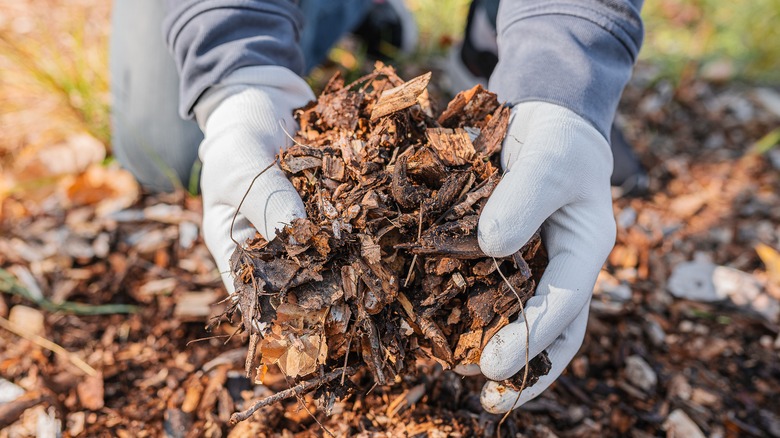 Person holding mulch