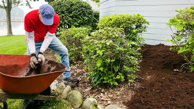 man putting down mulch in his garden