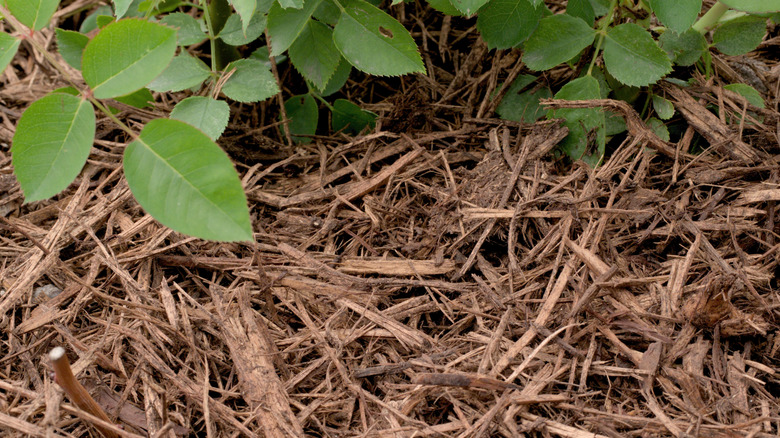 cedar mulch on the ground