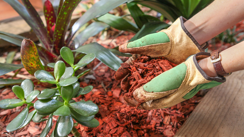 person adding cedar mulch