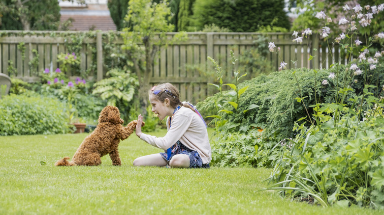 dog and kid in grass