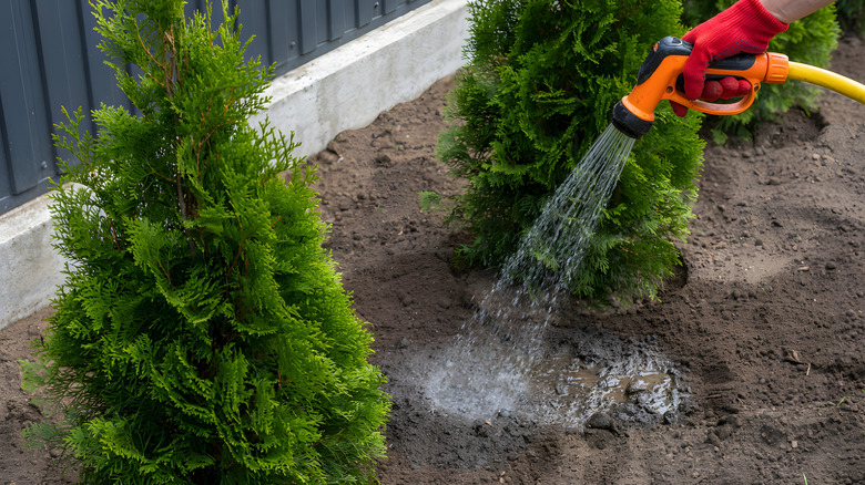 Gloved hand watering some newly planted arborvitaes with a hose