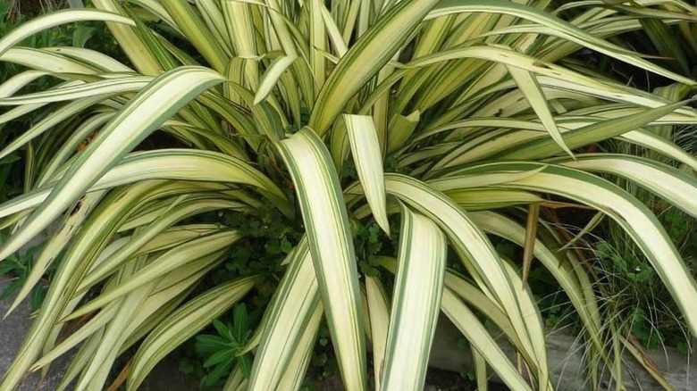 close up of a Hawaiian spider plant