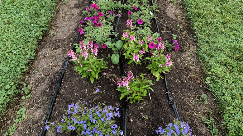 Flower bed with drip lines