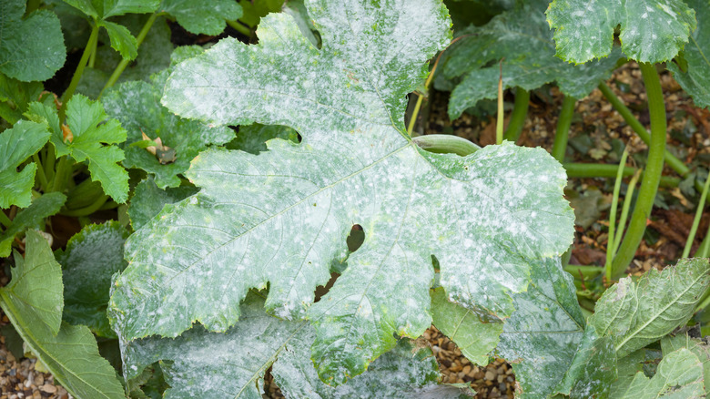 Mildew on garden plant leaf