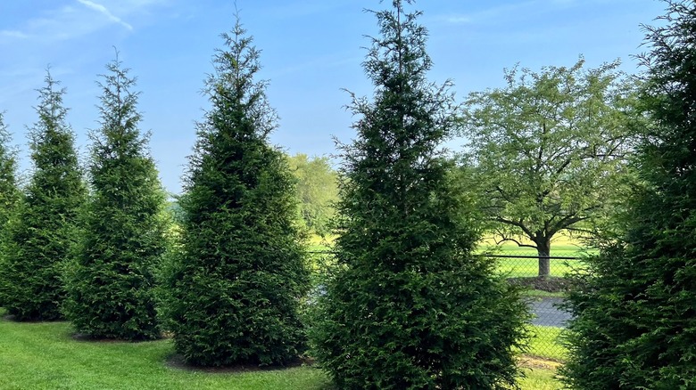 Row of evergreen trees