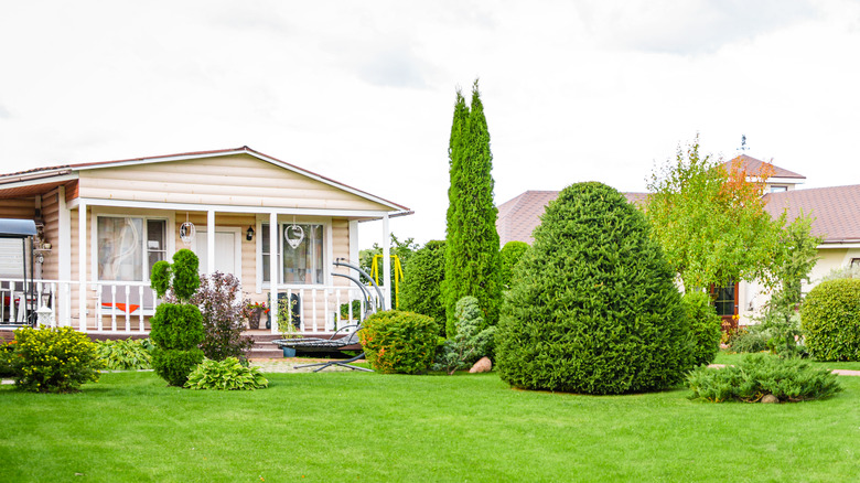 Conifers planted near a house