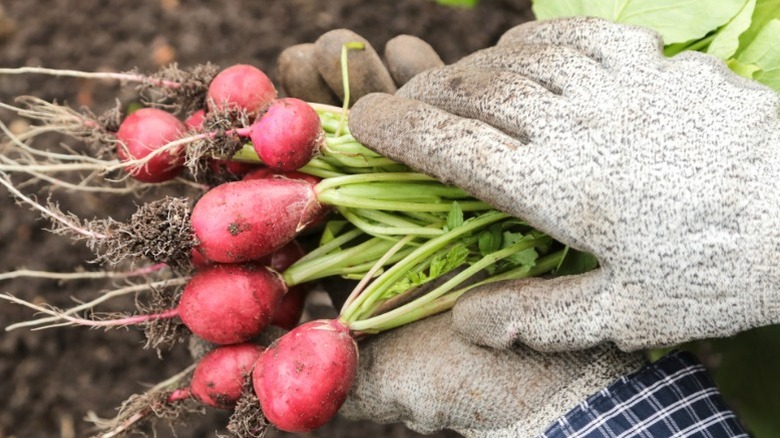 Farmer harvesting radishes.