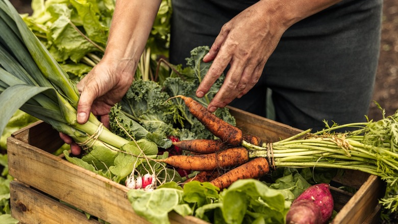 Farmer arranging freshly picked produced into a crate.