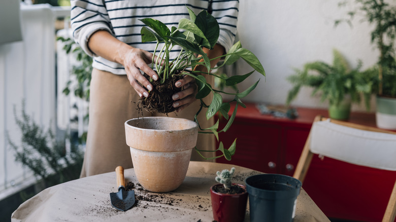 A woman repotting a plant with a few planters on a table