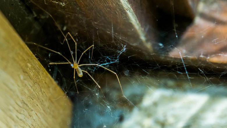 Daddy long leg spider in web