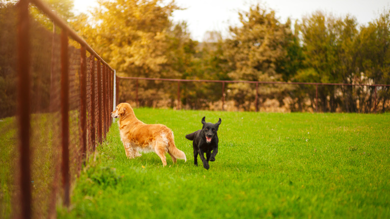 Two dogs stand next to a chain link fence