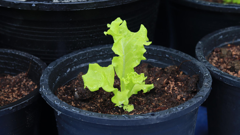 The Types Of Lettuce That Thrive When Grown In Pots