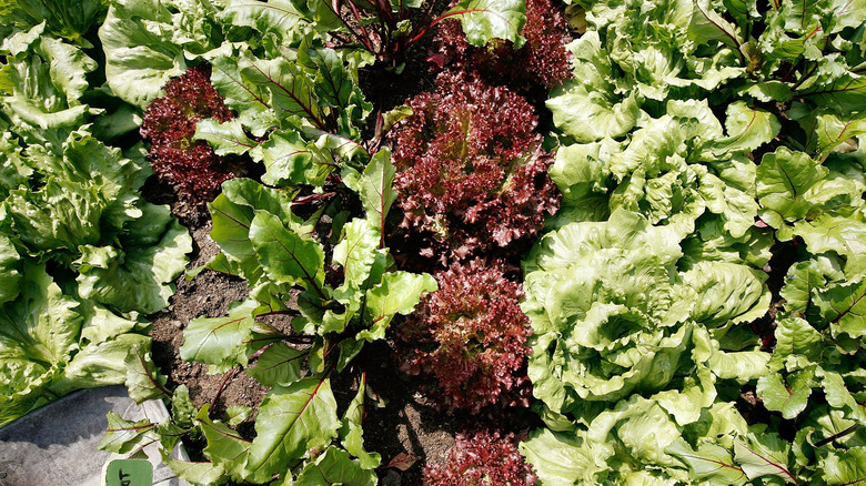 Various types of lettuce on display